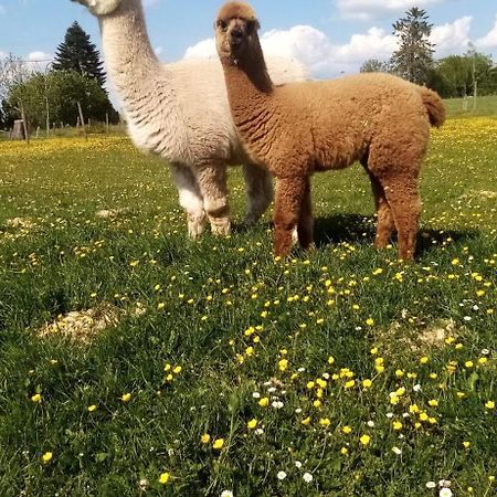 Auw bei Prum Herzfennerhof Mobilheim المظهر الخارجي الصورة