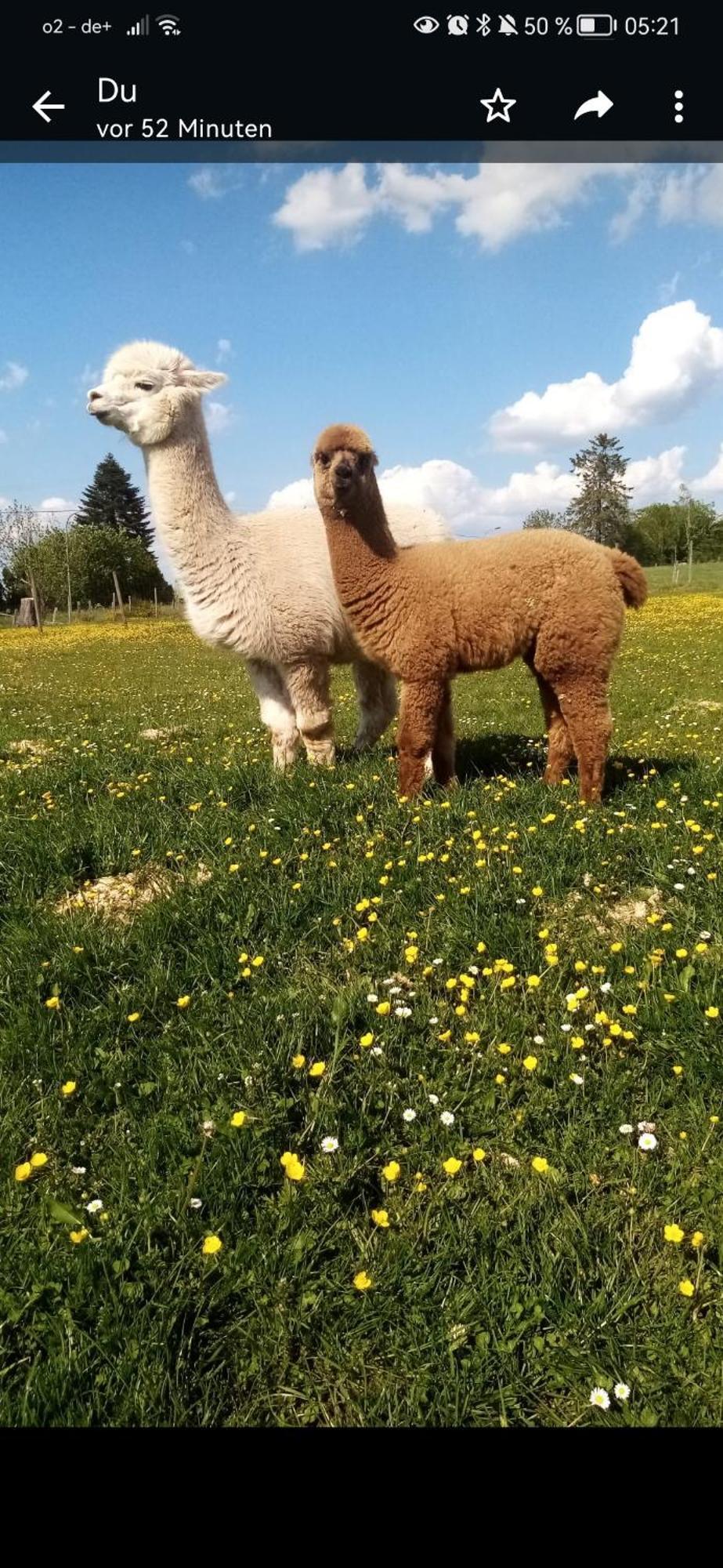 Auw bei Prum Herzfennerhof Mobilheim المظهر الخارجي الصورة